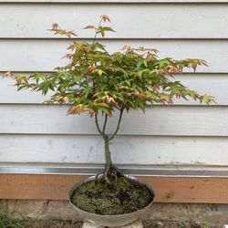 Bonsai, Japan,  maple, 23 inches 8year old