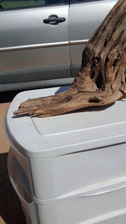 elfenbeinbambus fargesia 'ivory ibis' Bambus 'Ivory Ibis®' (Fargesia spathacea) kaufen – Mein schöner Garten Shop main image 0