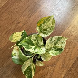 Manjula pothos plant + free bird of paradise plant starter