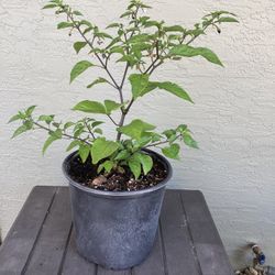 UPDATED: New Larger Pot - Mini Purple Peppers - Black Prince Pepper Plant