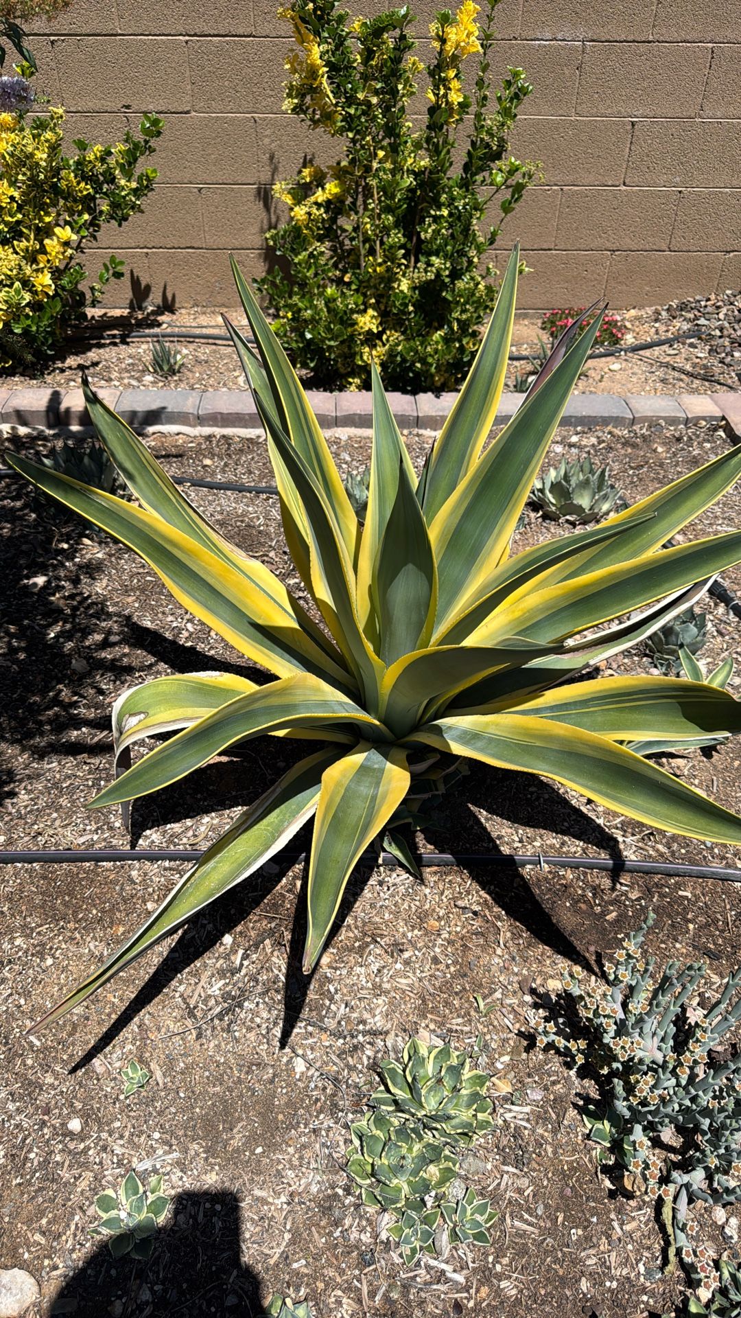 Homegrown Agave‘S In Clarkdale
