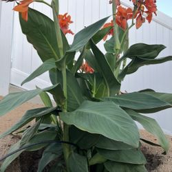 Canna Lily Plant Flower Potted Orange Color SALE