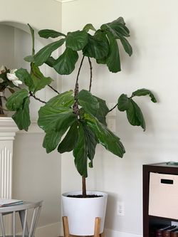Fiddle leaf real tree