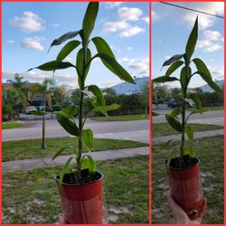 Japanese Bamboo Plant. About 8". $10
