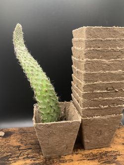 Cacti And Pots Tools 