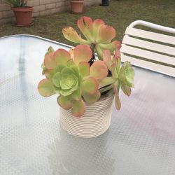 Designer Pot With Succelent flower