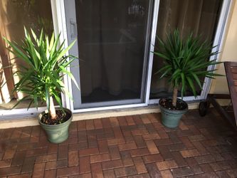 Pair of Entrance/ Patio Planters - Yuca