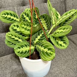 ♥️SUPER HEALTHY,🌿//PRAYER PLANT♥️PLS READ DESCRIPTION)