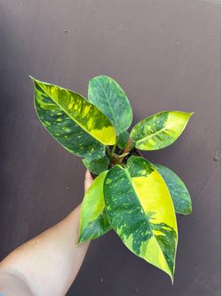 6” xl Variegated green Congo philodendron