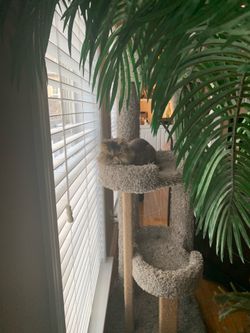 Cat Condo / Deluxe high rise / 60” / 4 Levels - EC!