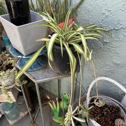 Una Planta ilos De Plata 