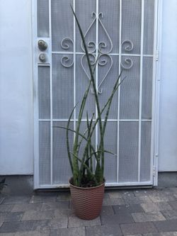Snake Plant