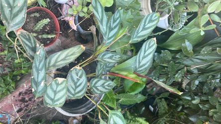 Planta