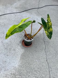 Philodendron Billietiae Variegated