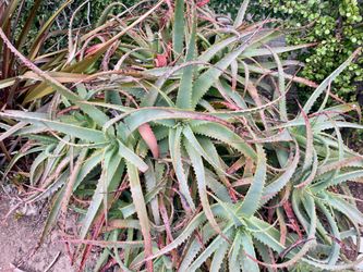 FREE Aloe Clippings