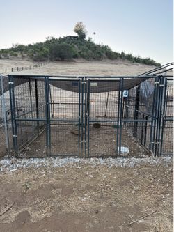 Retriever Dog Run