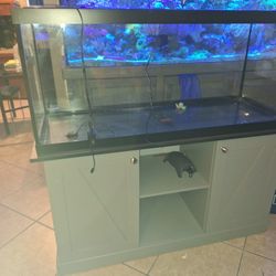 Fish Tank 