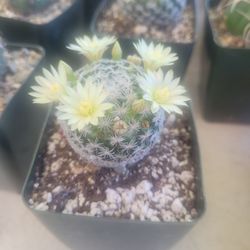 Cactus
