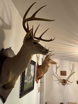 Taxidermy Mounts 