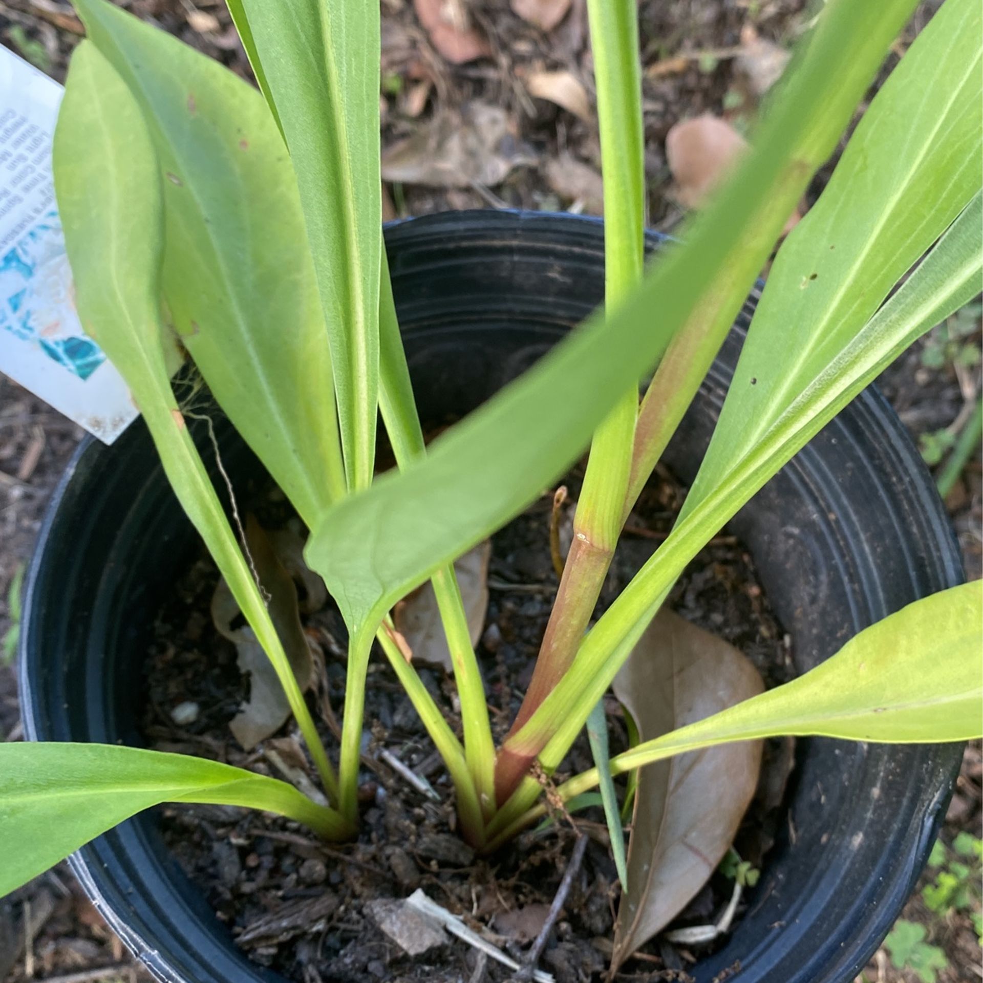 Plants