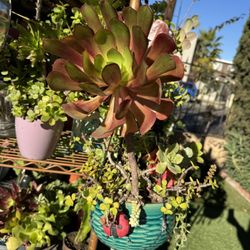 Succulent In A Hanging Ceramic Pot 