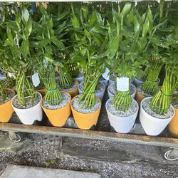 HOME PLANTS- SPECIAL PRICE LUCKY  BAMBOO 