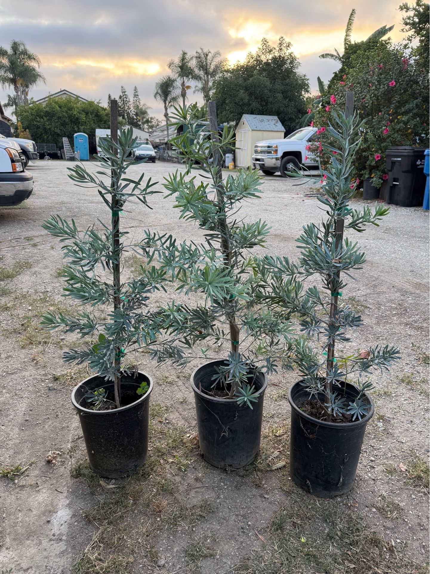 Podocarpus ice blue