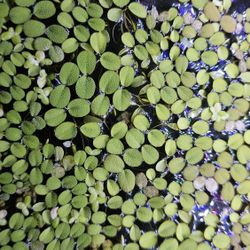 Salvinia Minima - Water Spangles
