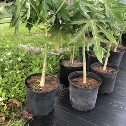 Papaya 