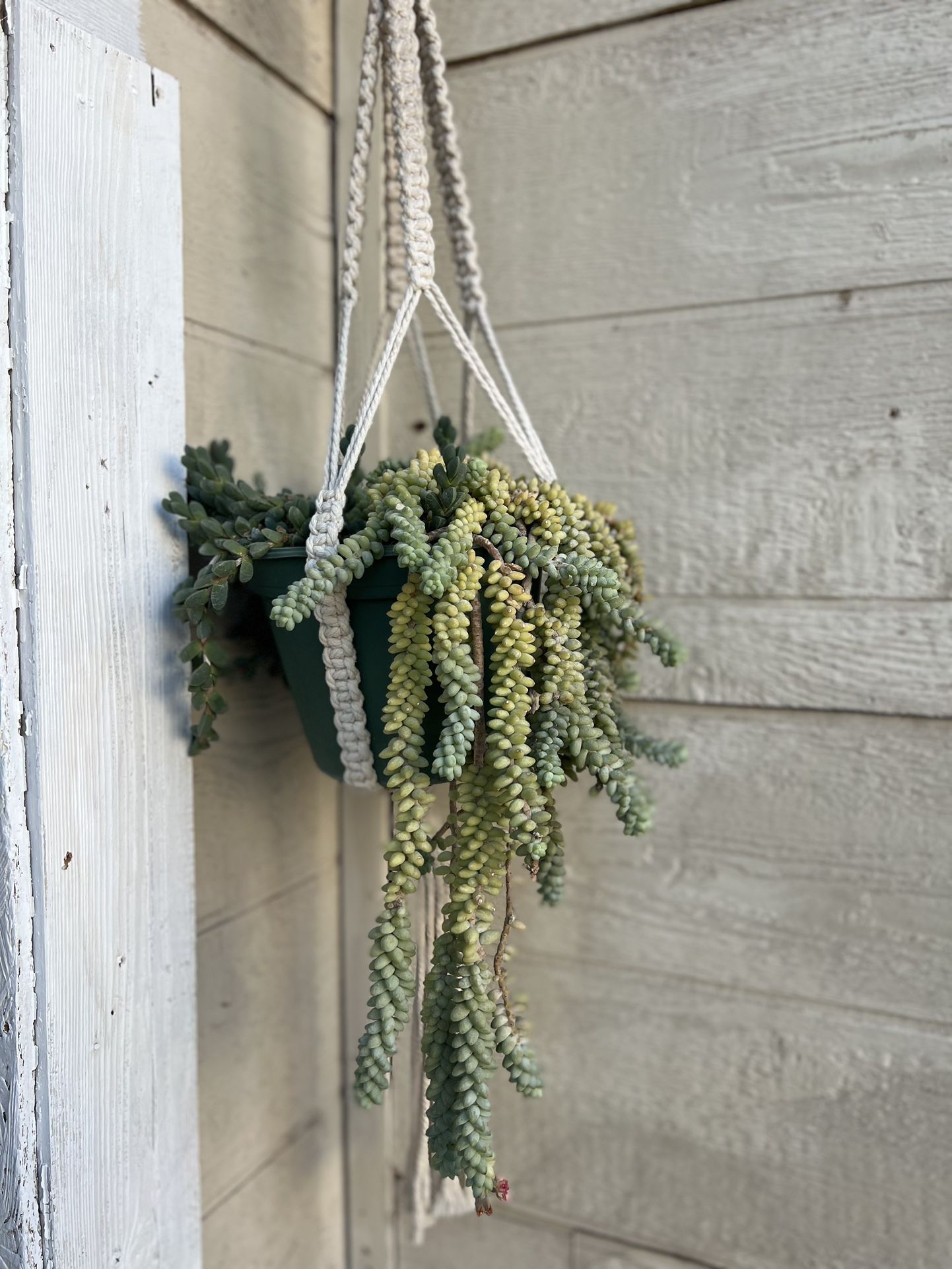 macrame hanging plant holder with beautiful live plant
