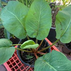 Hierba Del Manzo / Mide / 18 Pulgadas