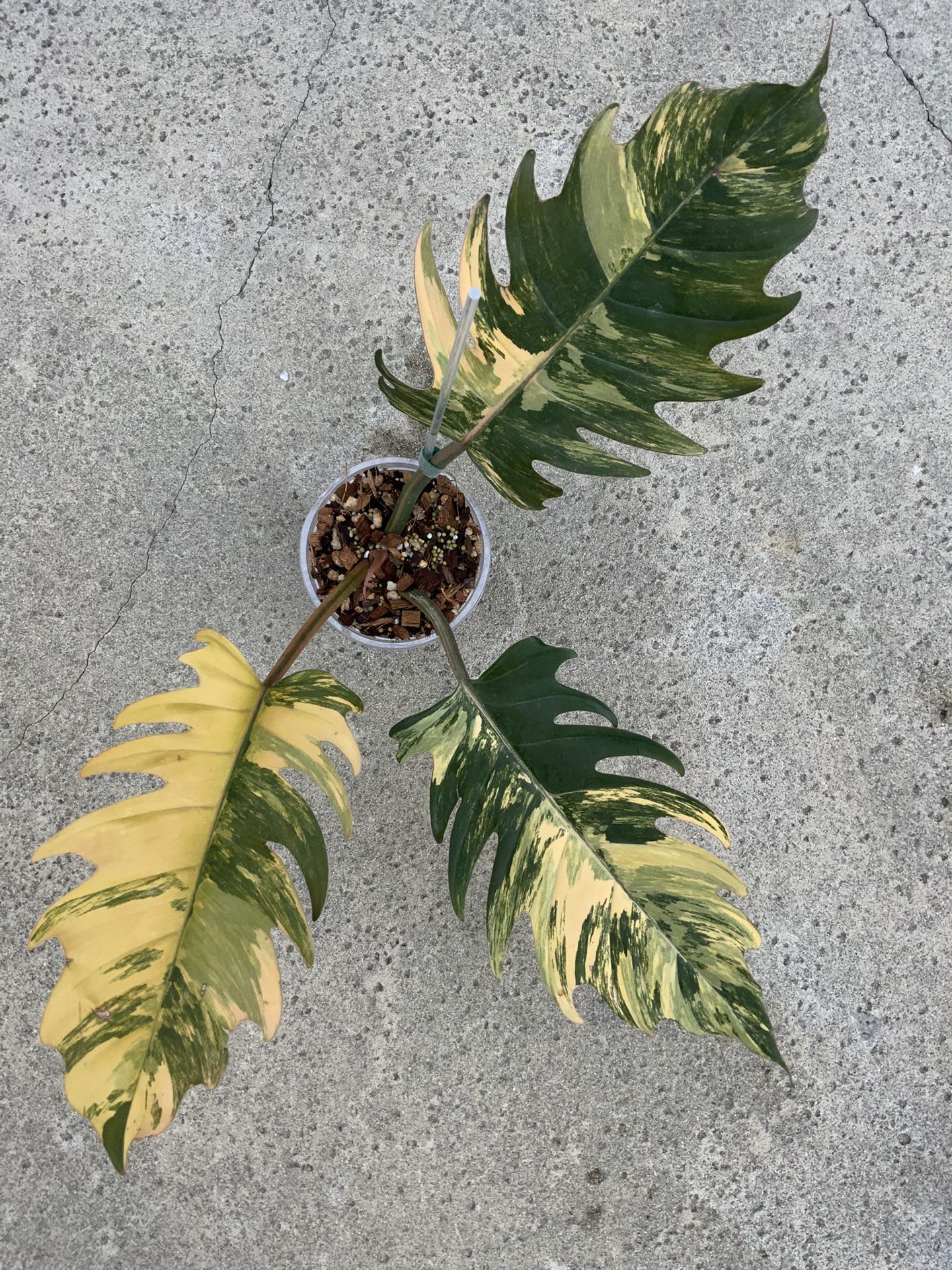Philodendron Caramel Marble Variegated Top Cut Rooted