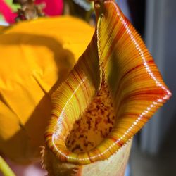 N. Veitchii (K) x (Lowii x Campanulata) SG