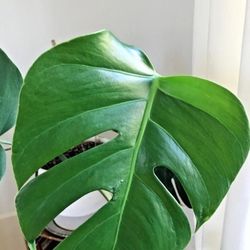 Monstera Clones Big Rooted And Ready To Plant