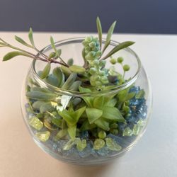 Succulents, small globe glass vase. Sammamish, Beaver Lake 