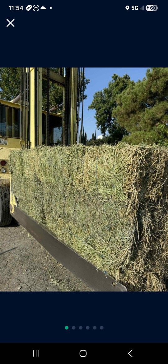 Alfalfa, Orchard Grass Mix