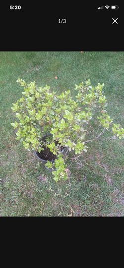 Large Potted Rhododendron