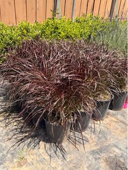Purple fountain grass 5 gal