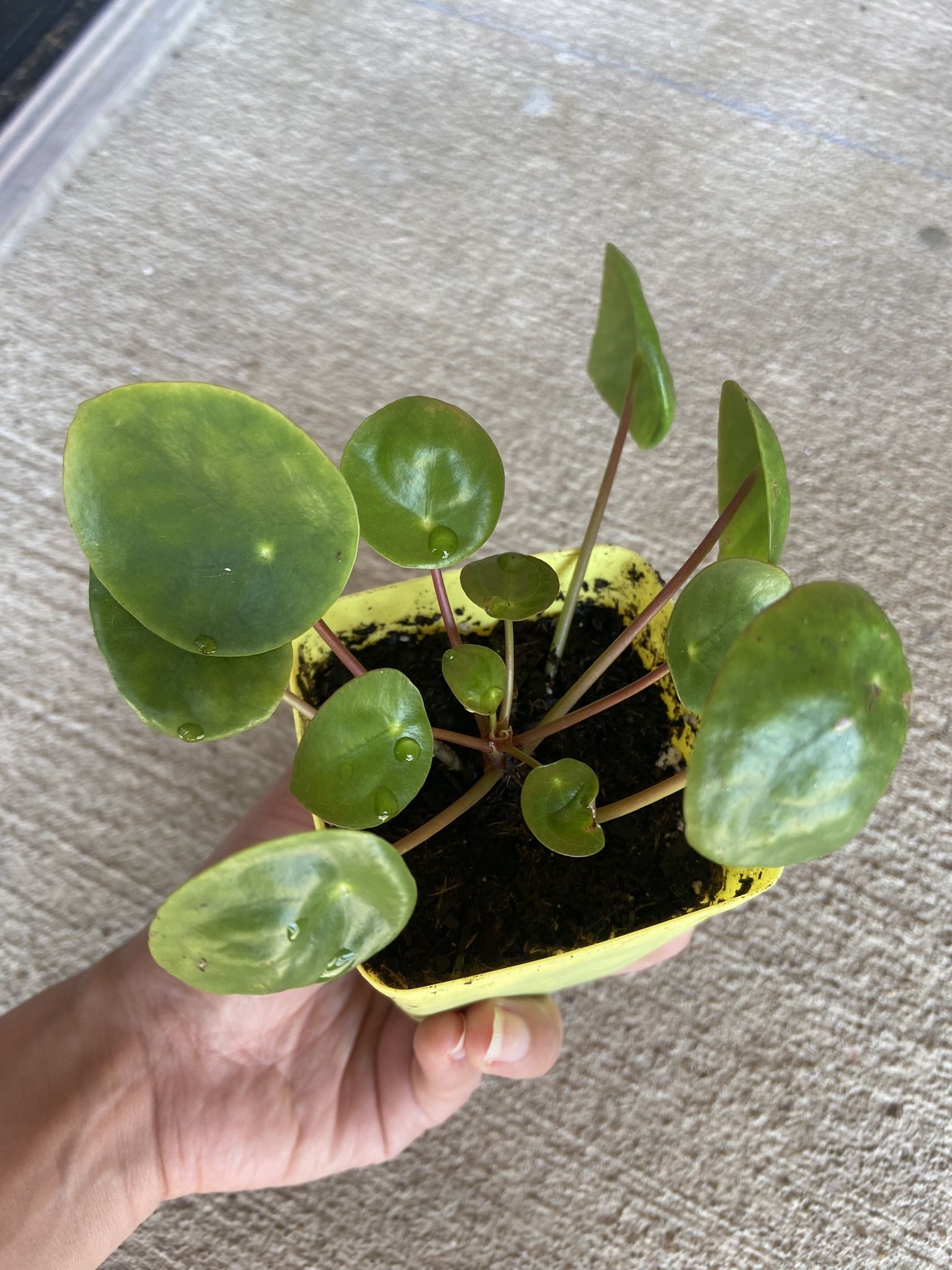 Chinese Money Plant, Pilea Perperomia, UFO Plant 3 In Pot