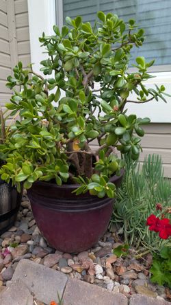 Potted plant