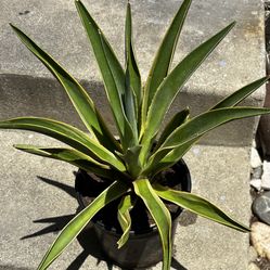 Nice Variagated Agave In A One Gallon Plastic Pot and The Small Ones are 4” by 31/2”
