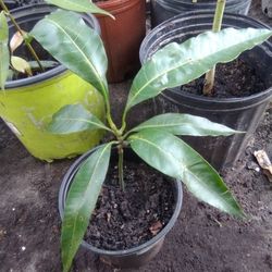Julie Mango Plant
