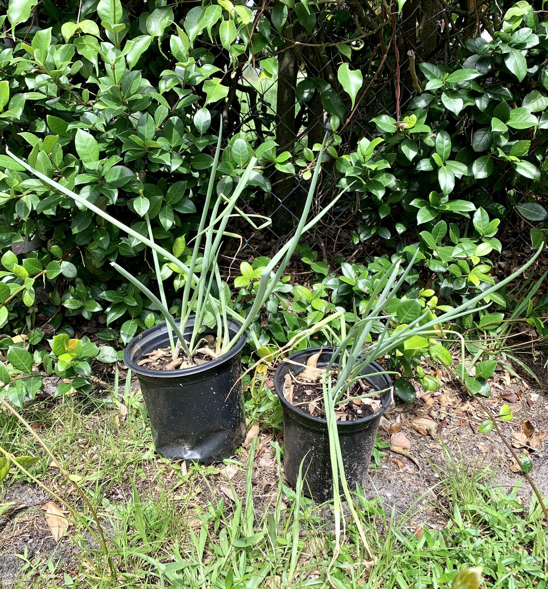 Set of two green onion plants needs to be planted in the ground