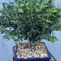 Bonsai Plants Perfect For Mother’s Day Gift $50 Each
