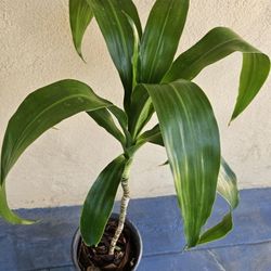 Dracaena Plant