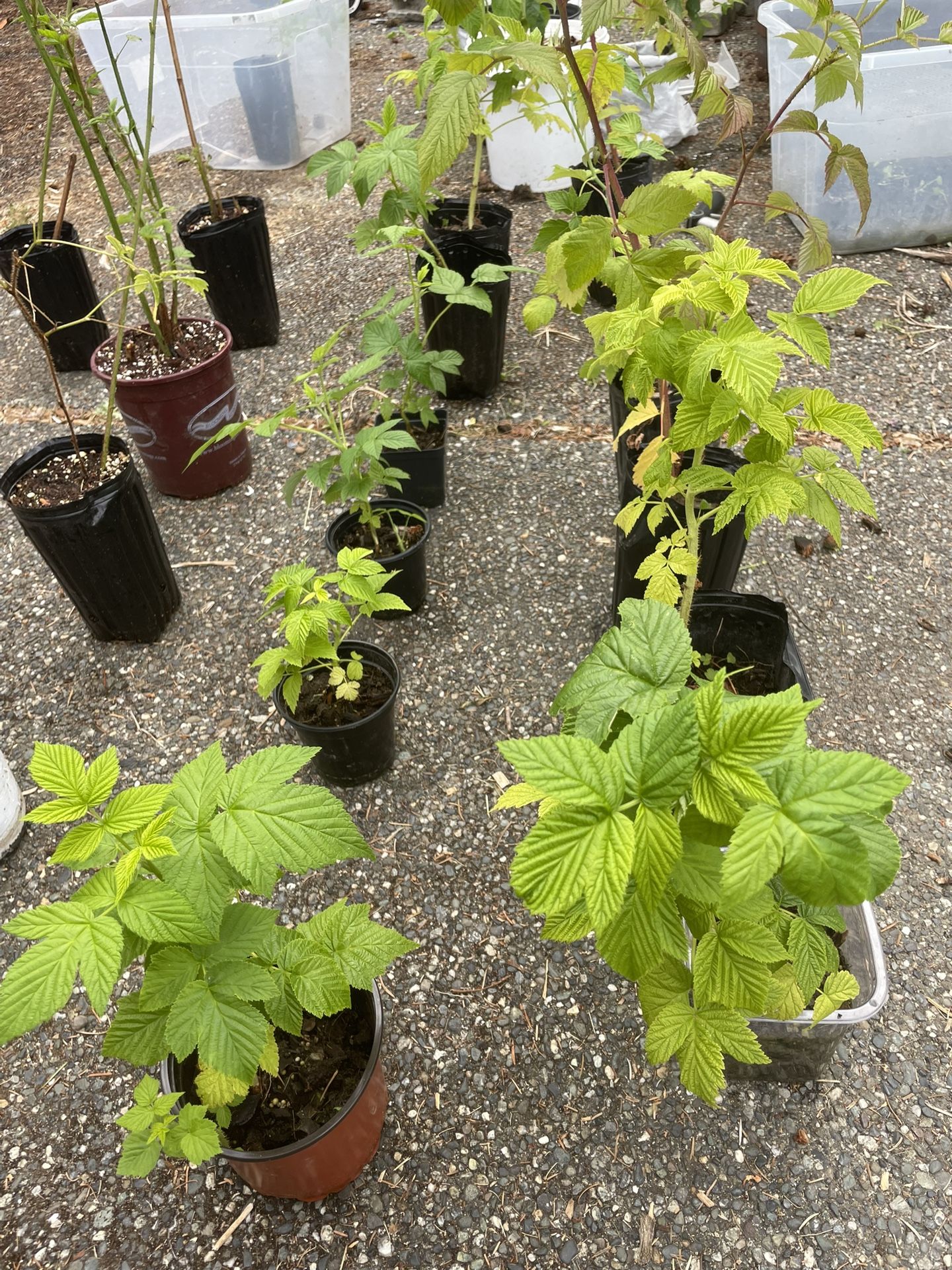 16 raspberry plants - three varieties