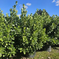 clusias arecas over 7 to 8 feet tall Instant Privacy Hedge For Fence Green Full 