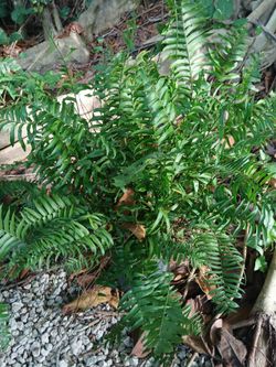Macho ferns Sale! 3gl $15