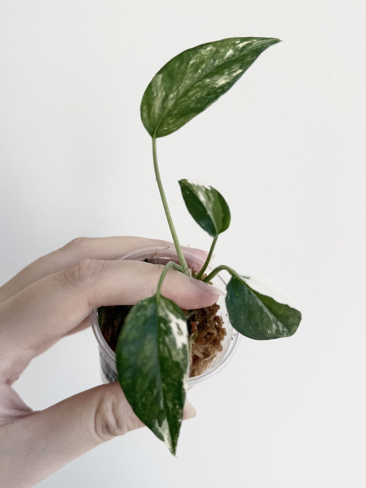 Epipremnum Pinnatum Albo