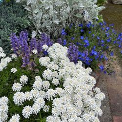White Iberis, Evergreen Perennial Candytuft. Borders, Rock Gardens.